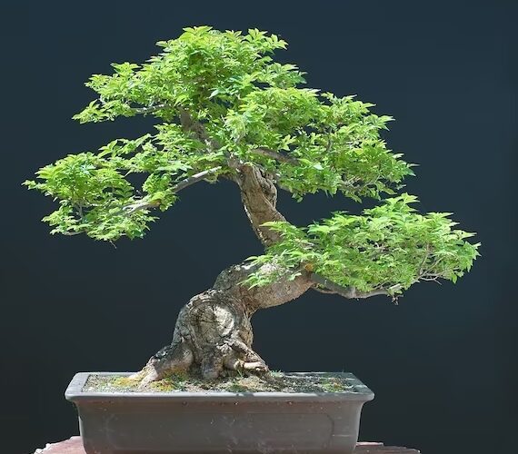 El Bonsai